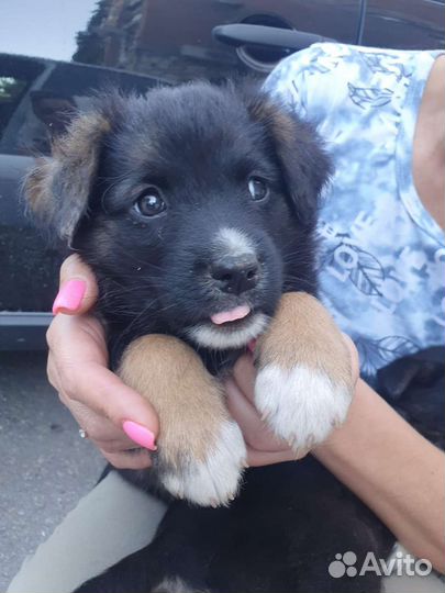 Отдам бесплатно щенки