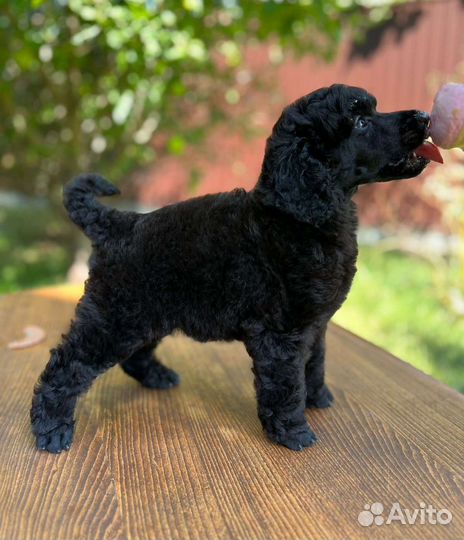 Щенки большого королевского пуделя