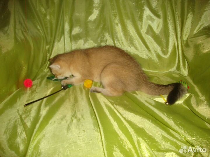 Зеленоглазая лисичка