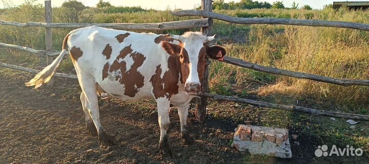 Продам Коров