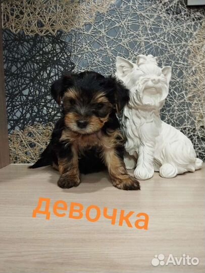 Йоркширский терьер