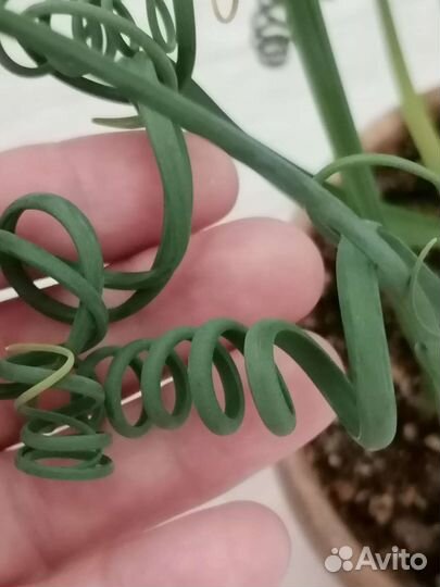 Альбука спиральная