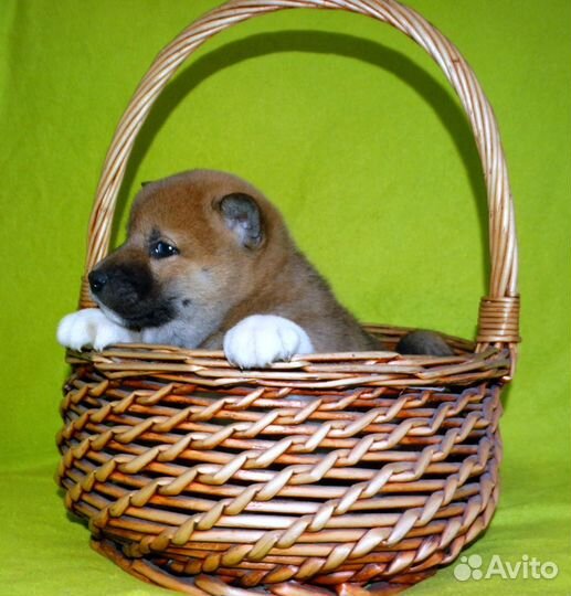 Сиба ину девочка