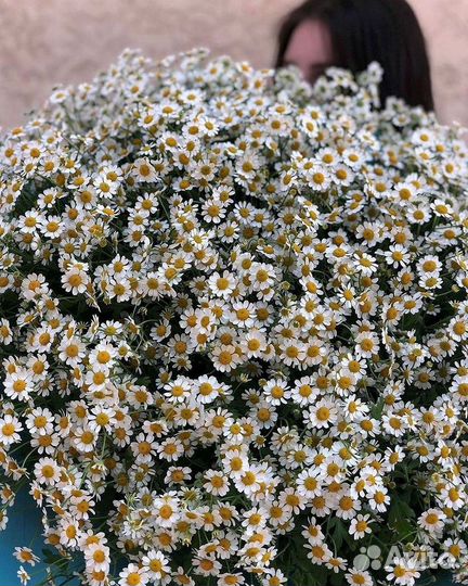 Ромашки букет