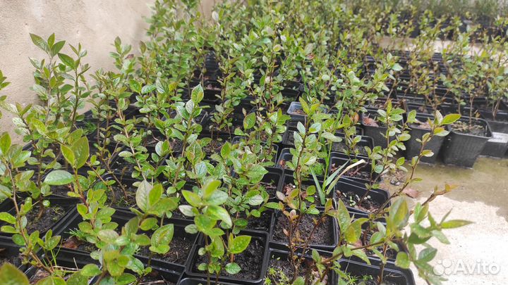 Кизильник блестящий (закрытая корневая система)