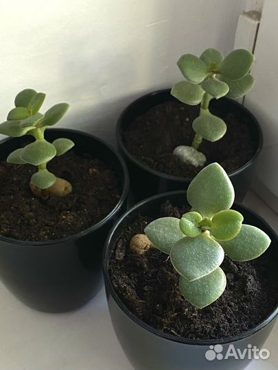 Крассула овата (Толстянка) /Денежное деревце