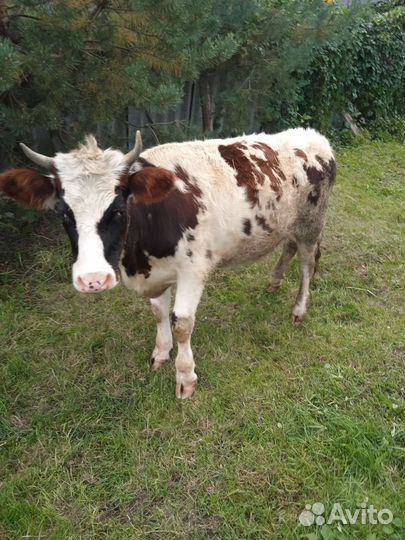 Бычок и нетели