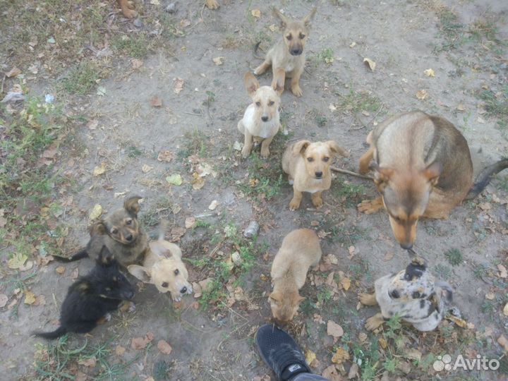 Щенки