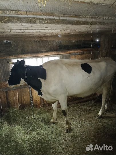 Корова дойная