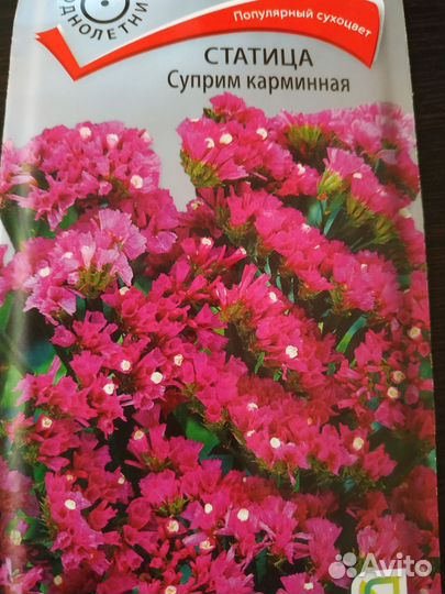 Статица, петуния, циния