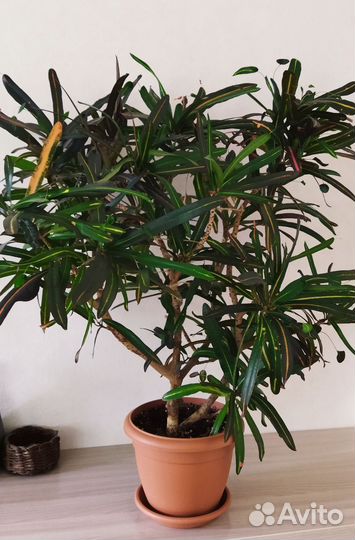 Взрослые кодиеумы (кротоны)