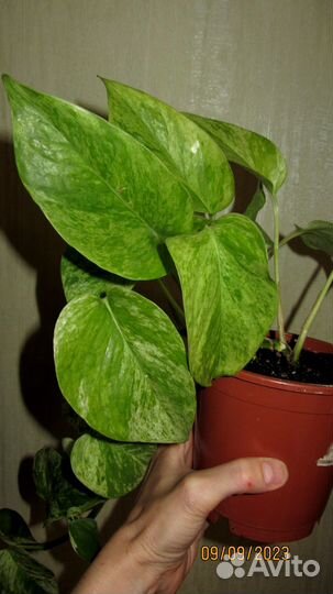 Эпипремнум