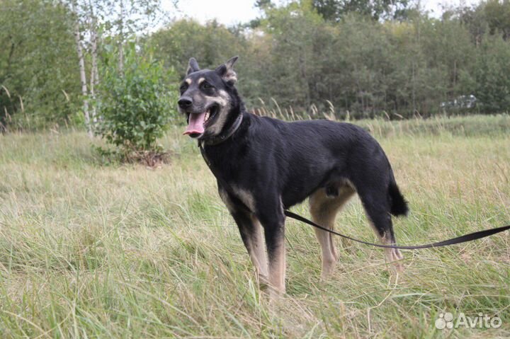 Спасите собаку из приюта