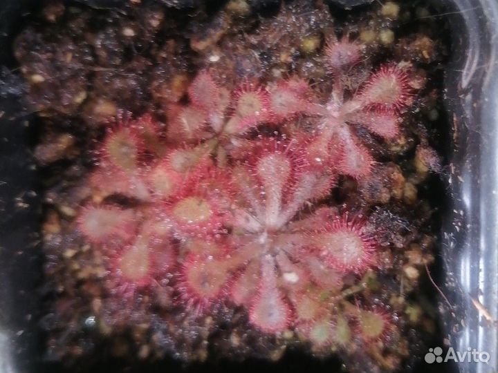 Росянка хищное растение