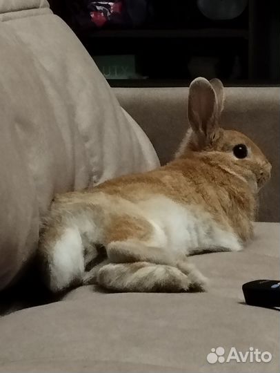 Декоративные кролики