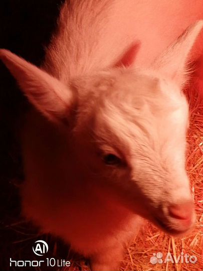 Козлята 3 месяца