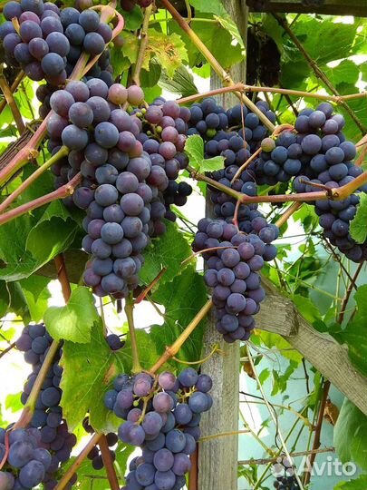 Виноград саженцы2года черный