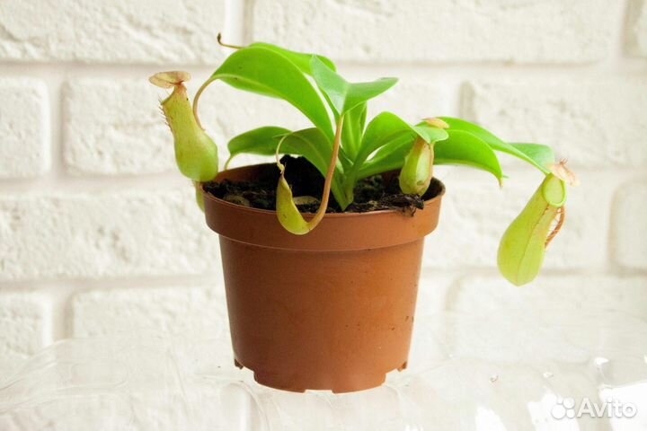 Непентес Вентрата