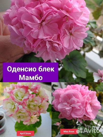 Укоренённые черенки сортовых гераней