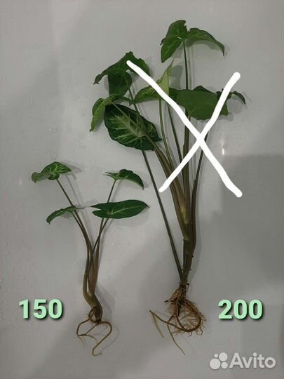 Сингониум отростки, спатифиллум, женское счастье