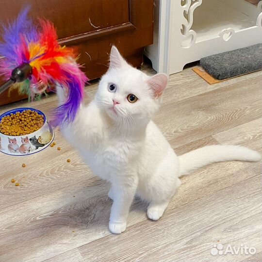 Шотландский разноглазый котик