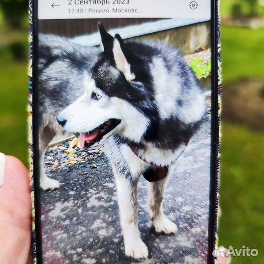 Найдена собака хаска