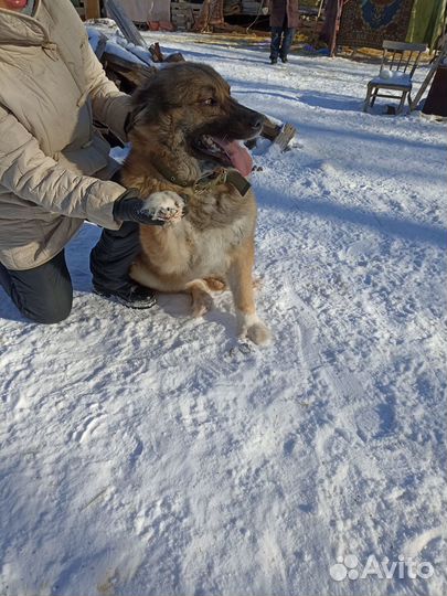 Собака в добрые руки