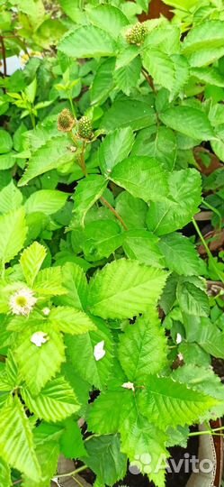 Ежевика без шипов