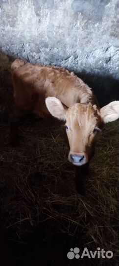 Бычок красногорбатовской породы