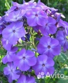 Многолетние садовые цветы/растения