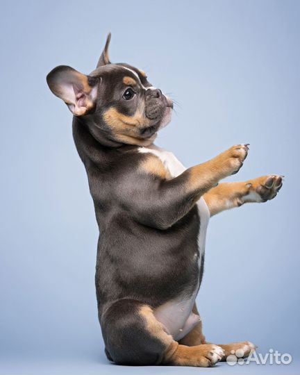 Фотограф анималист, фотосессия в студии