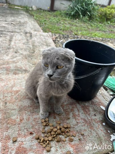 Кошка в дар бесплатно