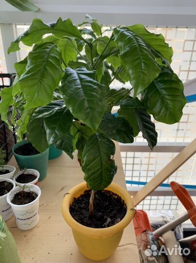 Кофе арабика растение