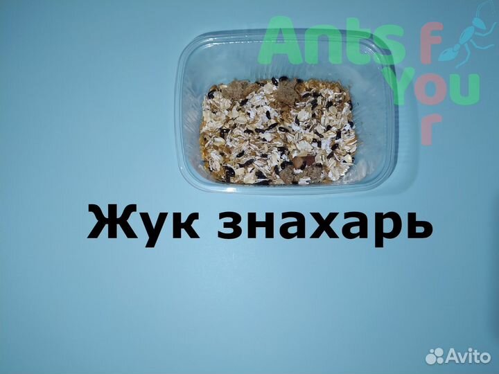 Набор для муравьёв, корм и аксессуары