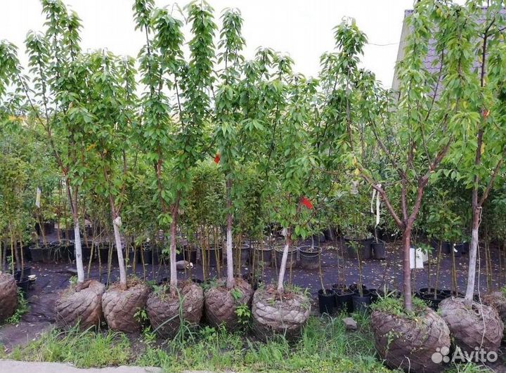 Черешня саженцы из питомника