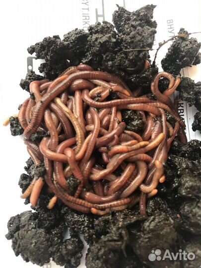 Калифорнийский червь - рыбалка и гумус