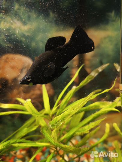 Аквариумные рыбки молинезии
