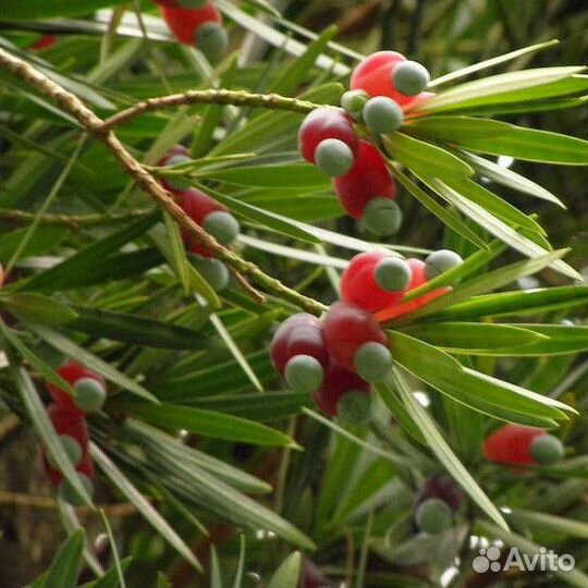 Мармеладное дерево(ногоплодник крупнолистный)