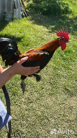 Петух бентамка