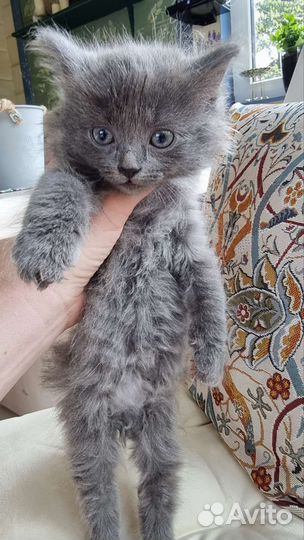 Котята в добрые руки бесплатно