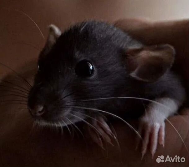 Эксклюзивные крысята Дамбо Голубые Бурмиз Сиам