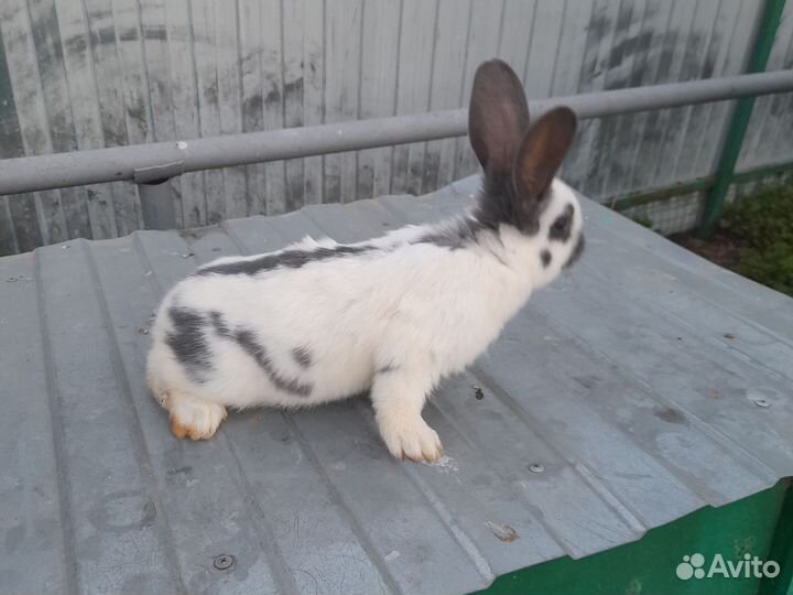 Немецкий Пестрый Великан. Строкач, Бабчка