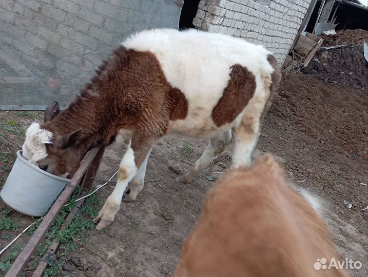 Коровы на продажу