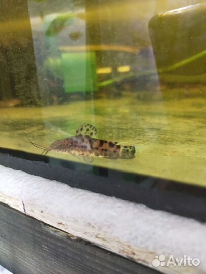 Аквариумные рыбки и растения