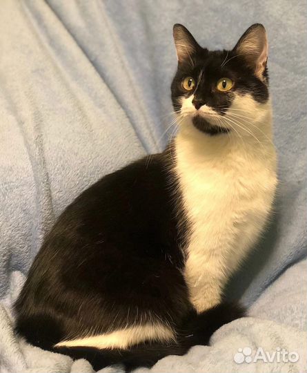 Кошка ищет семью