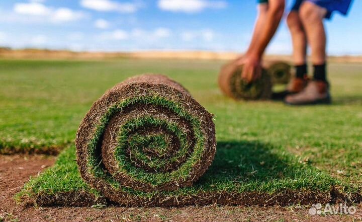 Рулонный газон Премиум качества морозостойкий