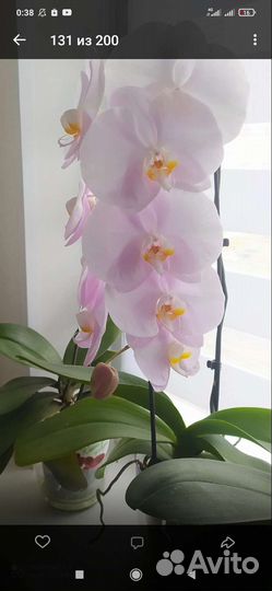 Орхидея фаленопсис