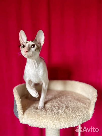 Кошечка корниш рекс
