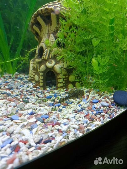 Сомики анциструсы