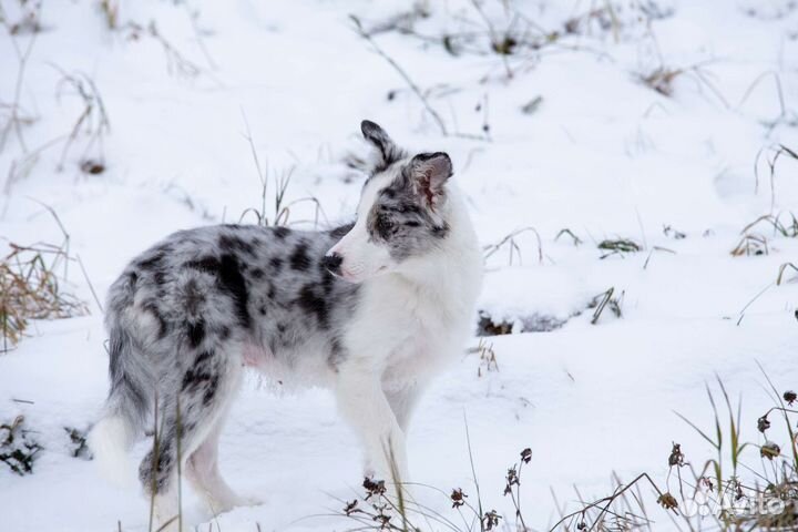 Щенок бордер колли шоколад